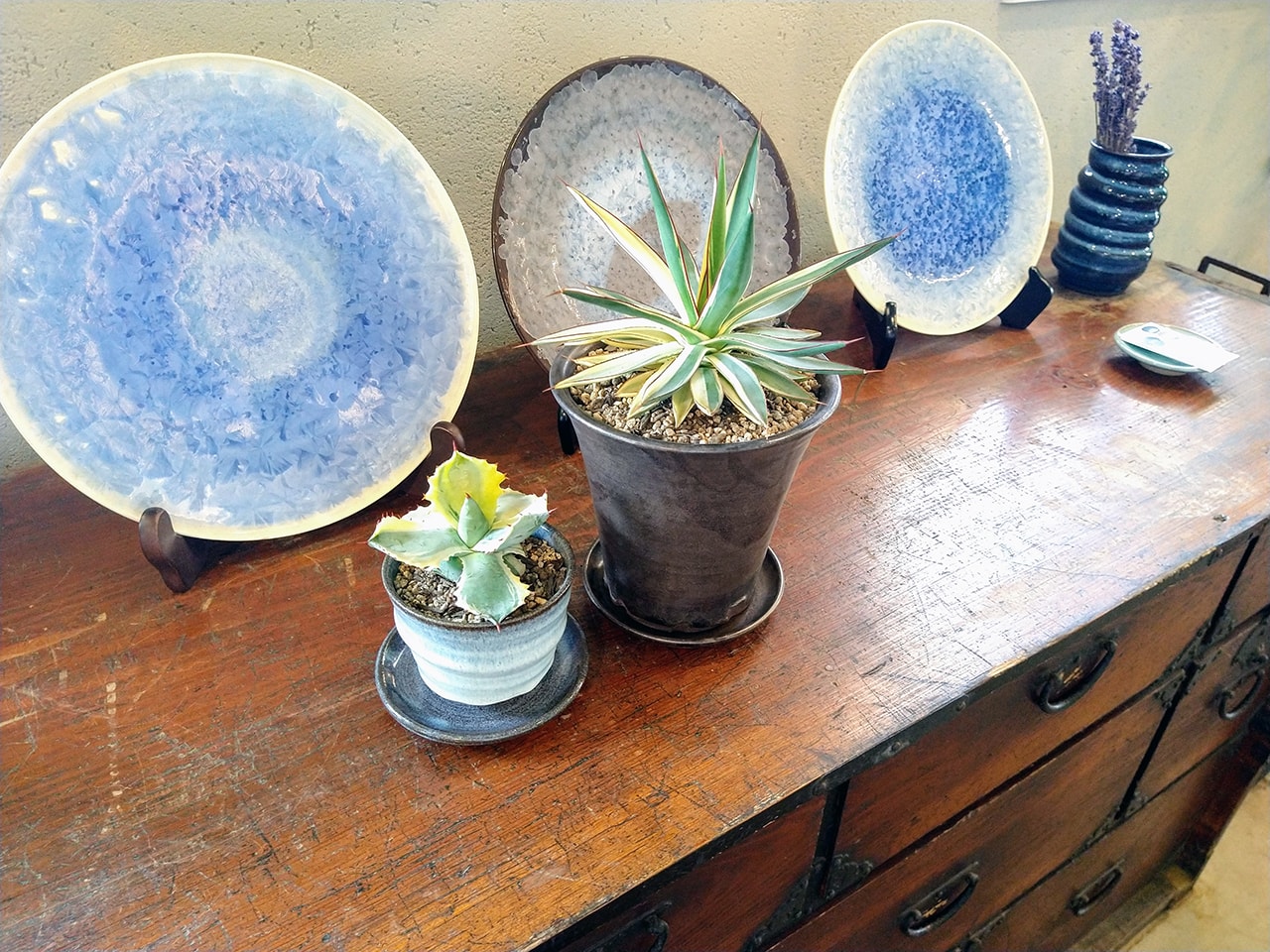 ハナミズキグリーン 植木鉢と植物のセット