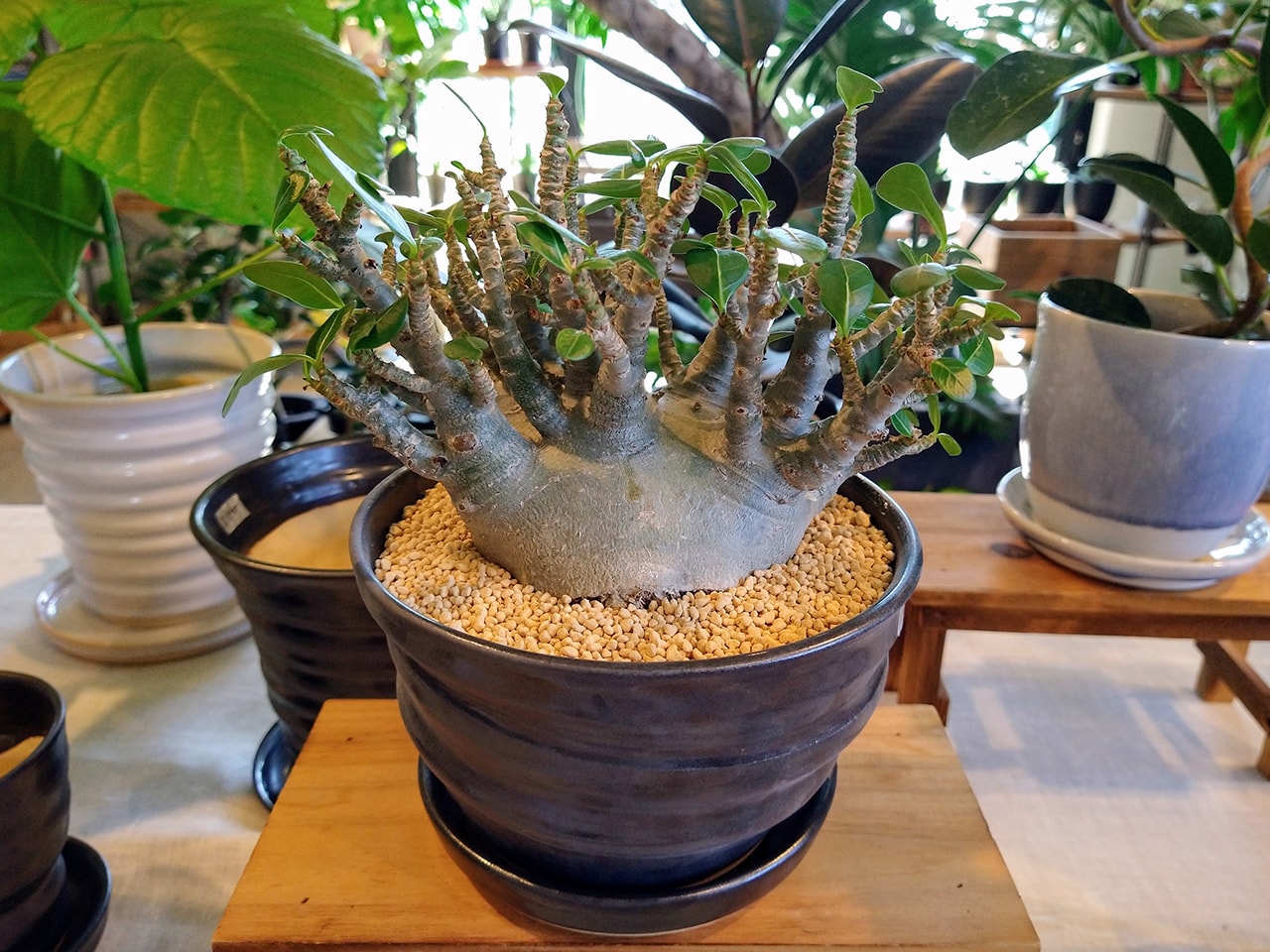 ハナミズキグリーン アデニウムと植木鉢