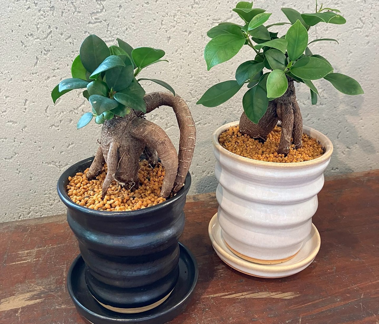 ハナミズキグリーン ガジュマルと植木鉢