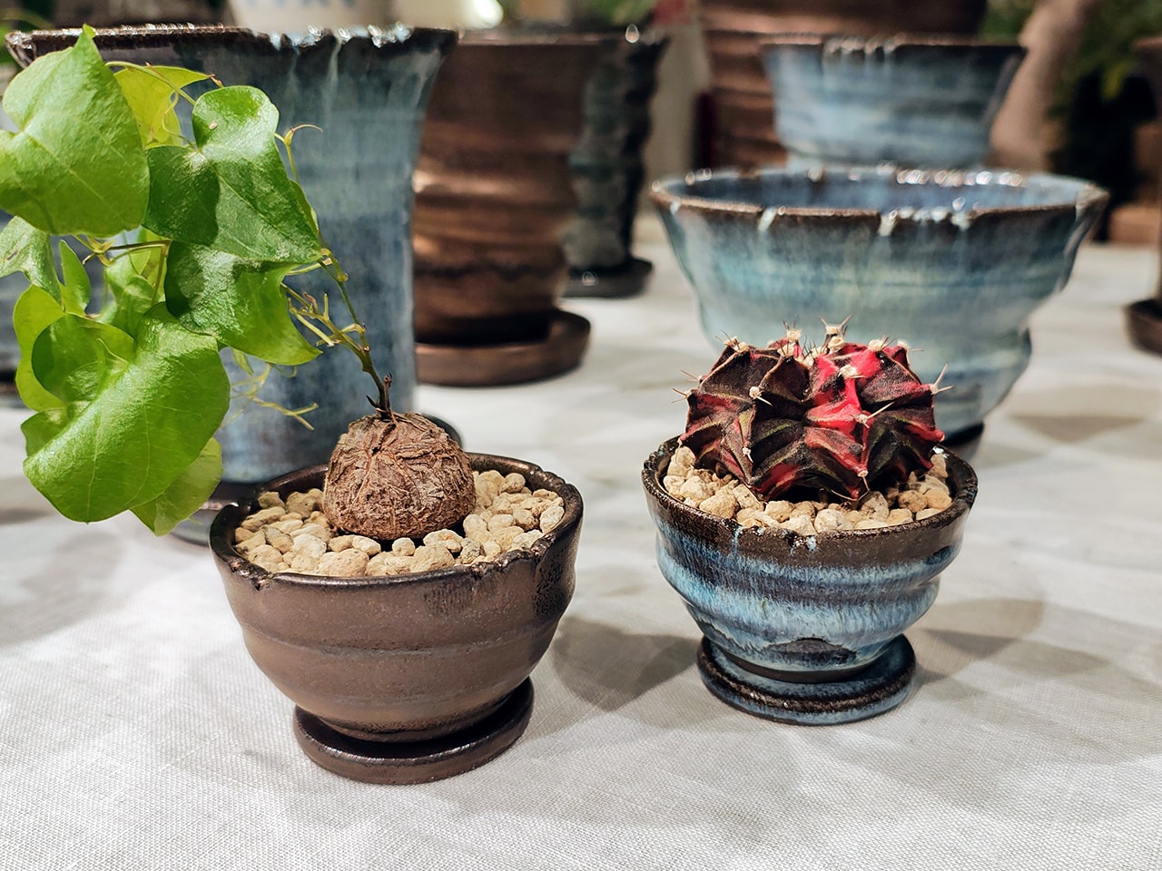 ハナミズキグリーン　豆盆栽鉢